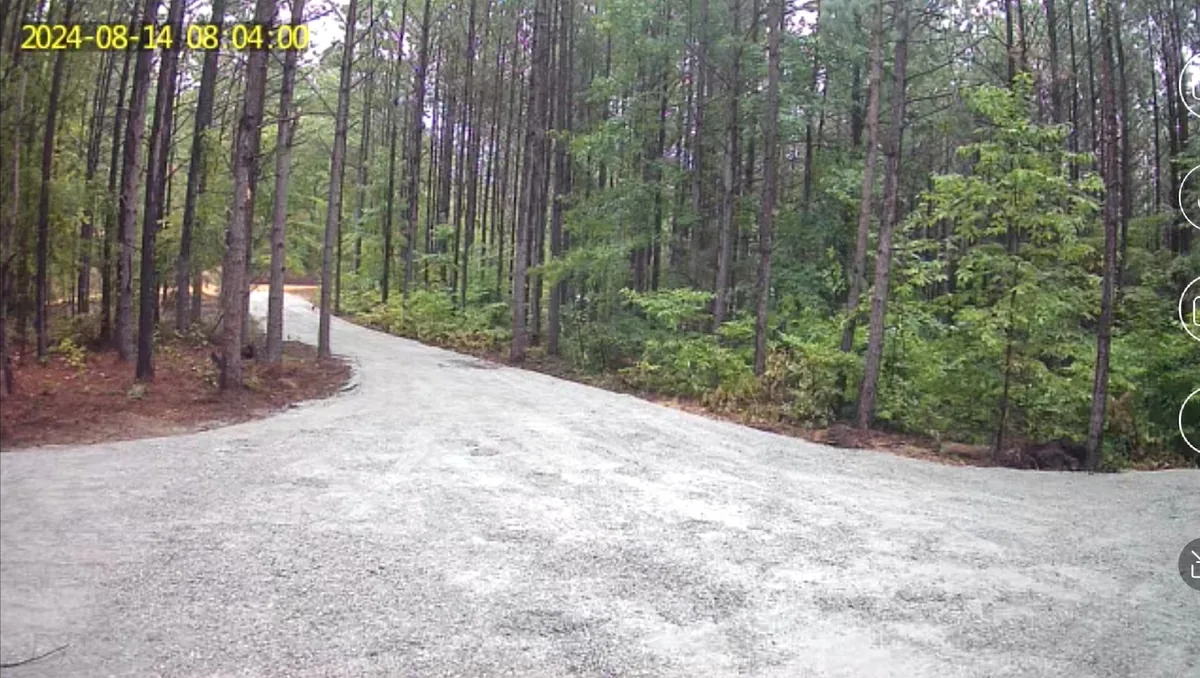 Gravel driveway curving away through pine woods.