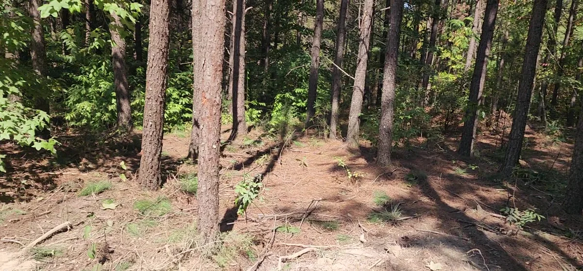 Open hardwood and pine woods on a slope.