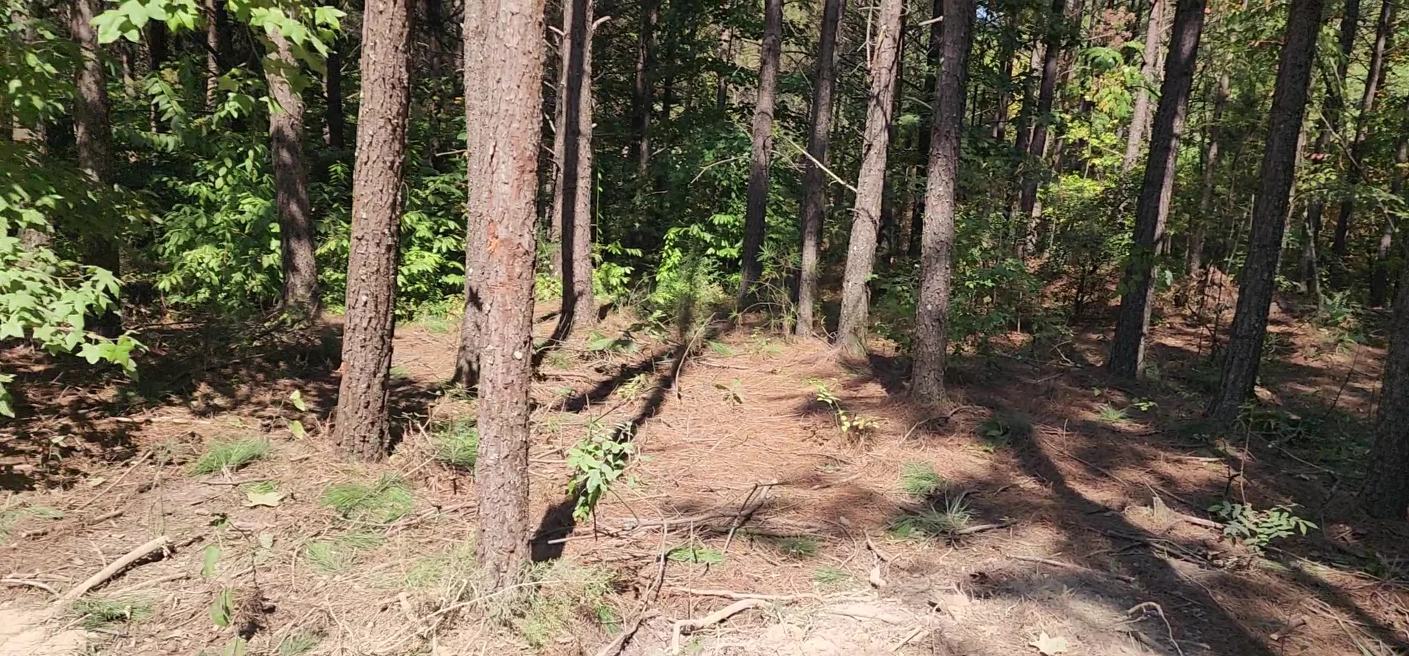 Open hardwood and pine woods on sloping ground.